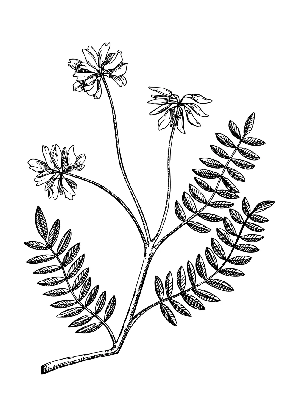 Astragalus. Adaptogenic plant botanical illustration. Hand-drawn Ginseng drawing. Great for traditional medicine, cosmetology, Ayurveda, clinical research design. Natural adaptogen line art design Illustration